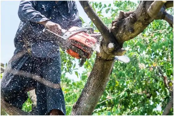 tree services Saukville